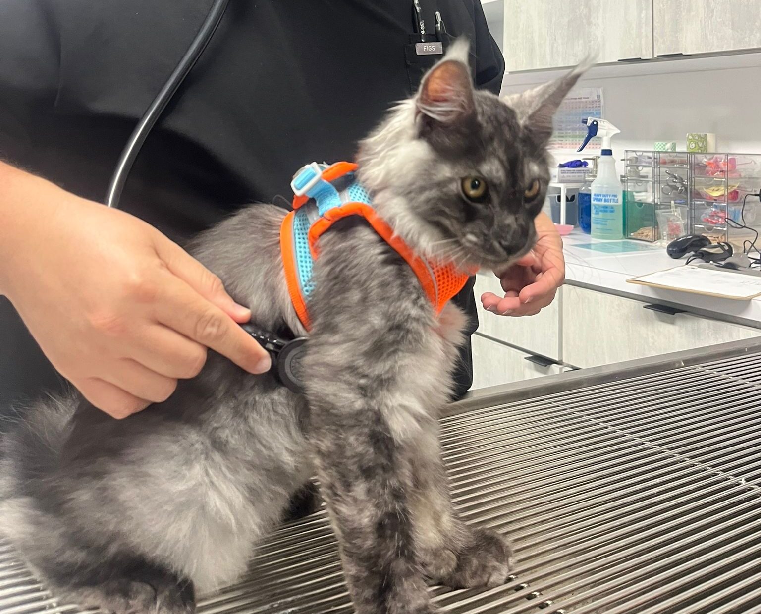 Intoxicación por Sapo de Caña(Cane Toad): Cómo Proteger a Tu Mascota en Puerto Rico