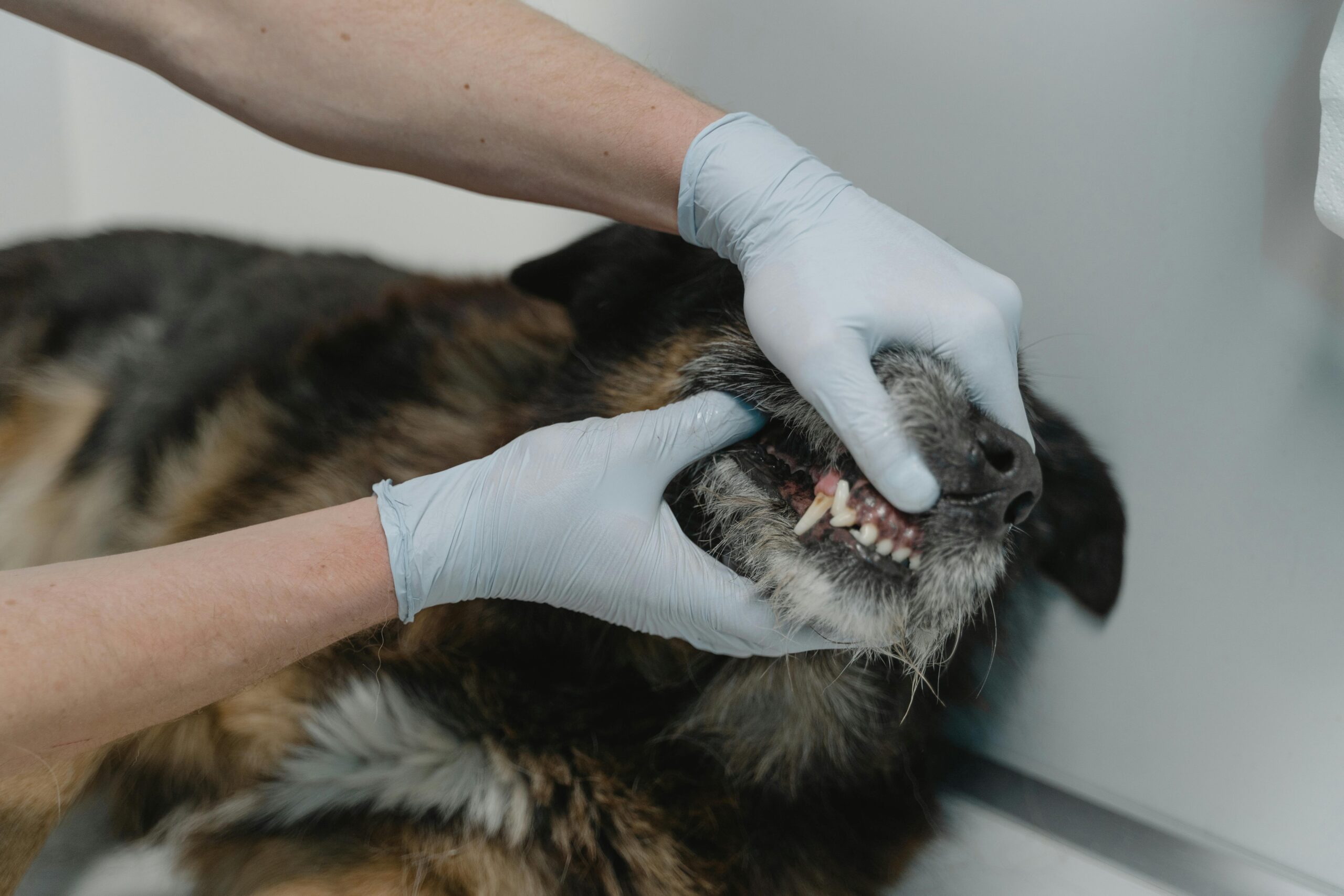 ¡La salud dental de las mascotas es la clave de una vida larga y sana!