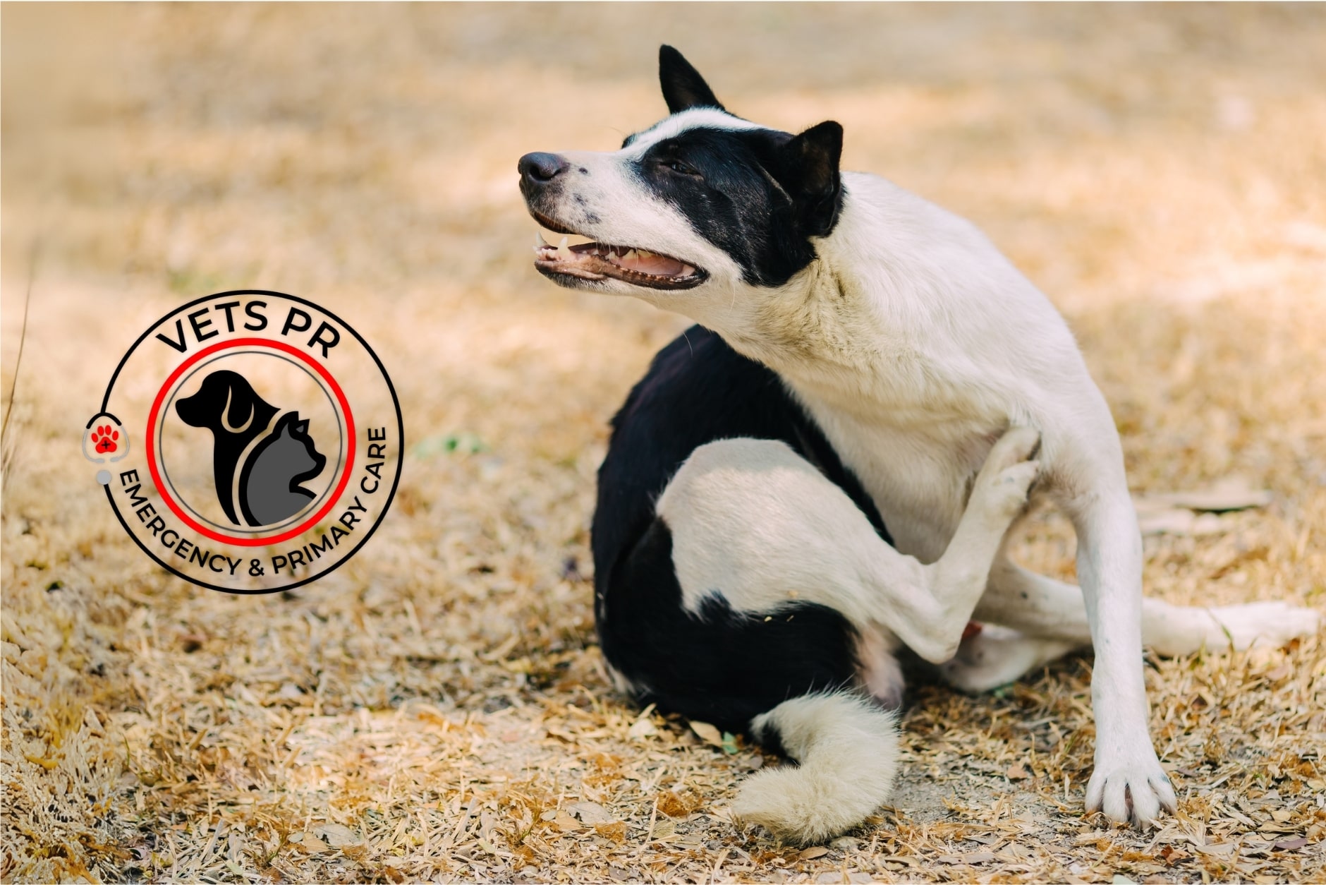 La cruda realidad de no darle prevención de pulgas y garrapatas a tu mascota